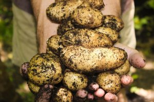 Récupération d’eau : astuces pratiques pour un jardin durable