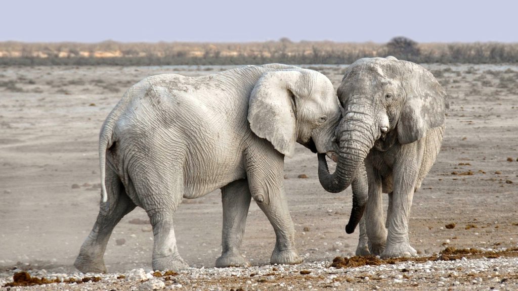 Efforts de conservation : stratégies innovantes pour préserver notre biodiversité