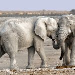 Efforts de conservation : stratégies innovantes pour préserver notre biodiversité