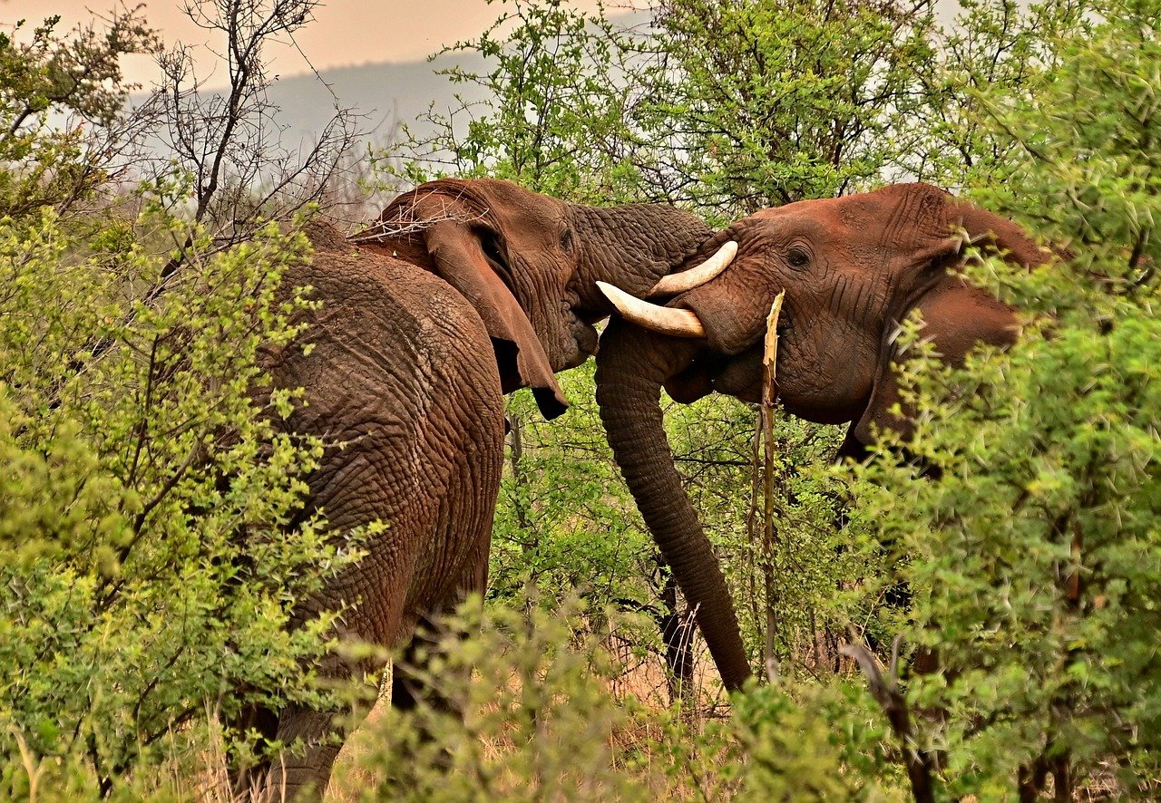 découvrez l'importance de la conservation pour préserver notre planète. apprenez des méthodes et des pratiques durables afin de protéger la biodiversité et de garantir un avenir meilleur pour les générations futures.