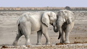Efforts de conservation : stratégies innovantes pour préserver notre biodiversité