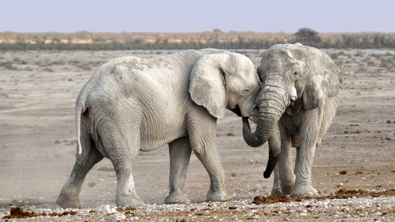 Efforts de conservation : stratégies innovantes pour préserver notre biodiversité