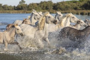 Écotourisme : découvrir des destinations durables et responsables