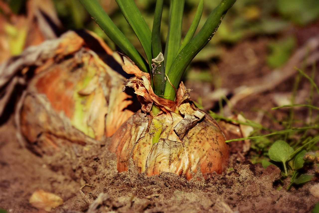 découvrez les techniques innovantes de régénération des sols pour restaurer la santé des terres agricoles, améliorer la biodiversité et garantir une production durable. apprenez comment ces pratiques bénéfiques transforment notre environnement et nourrissent les générations futures.