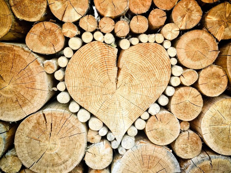 Gestion forestière : stratégies durables pour préserver nos forêts