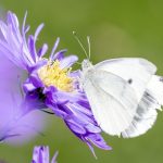 Mouvements environnementaux : comprendre leur impact sur notre planète