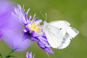 Mouvements environnementaux : comprendre leur impact sur notre planète