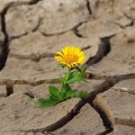 Stratégies de résilience : comment surmonter les défis et s’adapter au changement