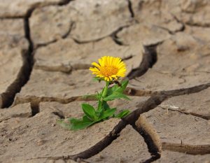 Stratégies de résilience : comment surmonter les défis et s’adapter au changement