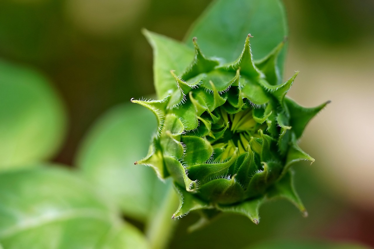 découvrez le jardinage biologique sur balcon pour cultiver vos propres légumes et herbes aromatiques en pleine santé, même en petits espaces urbains.